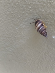 Bulimulus guadalupensis