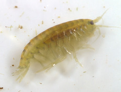 Hyalella