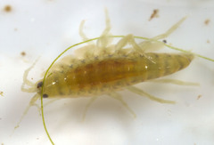 Hyalella