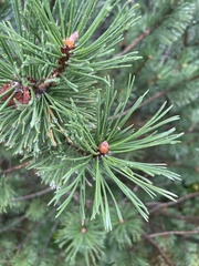 Pinus banksiana