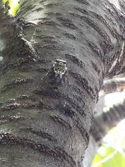 Hyalessa maculaticollis