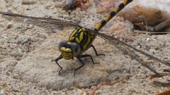 Onychogomphus uncatus