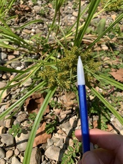 Cyperus odoratus odoratus