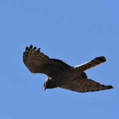 Circus cinereus