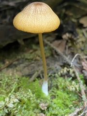 Entoloma quadratum