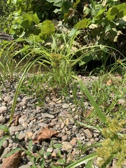 Cyperus odoratus odoratus