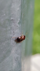 Deraeocoris