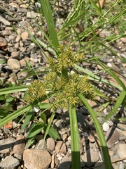 Cyperus odoratus odoratus