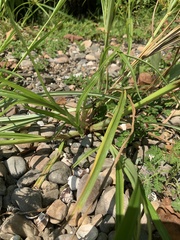 Cyperus odoratus odoratus