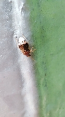 Deraeocoris