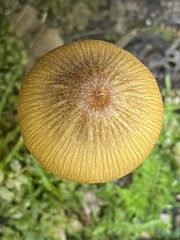 Entoloma quadratum