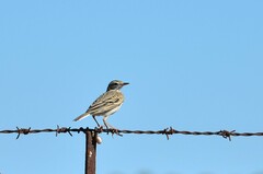 Anthus australis