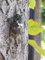 Hyalessa maculaticollis