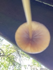 Entoloma quadratum