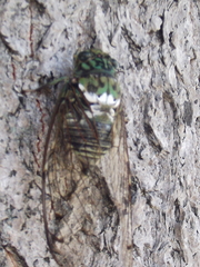 Hyalessa maculaticollis