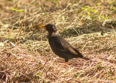 Acridotheres grandis