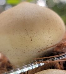 Lycoperdon