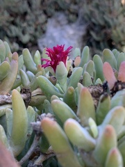 Malephora crocea