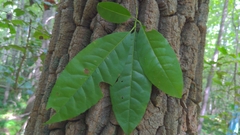 Oxydendrum arboreum
