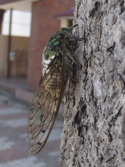 Hyalessa maculaticollis
