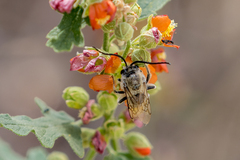 Melissodes tristis