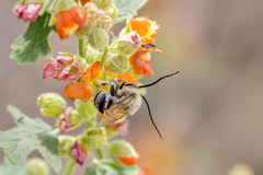 Melissodes tristis