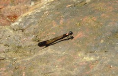 Heliocypha bisignata