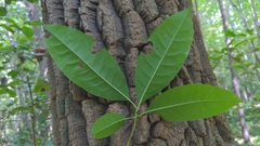 Oxydendrum arboreum