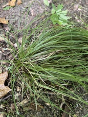 Carex pensylvanica
