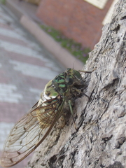 Hyalessa maculaticollis