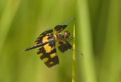 Rhyothemis variegata
