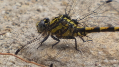 Onychogomphus uncatus