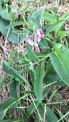 Symphytum officinale