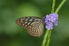 Ideopsis vulgaris