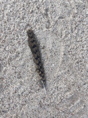 Antrostomus carolinensis