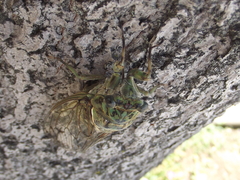 Hyalessa maculaticollis