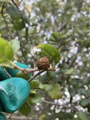 Amphibolips quercuspomiformis