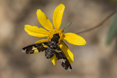 Bombyliidae