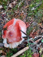 Russula rhodocephala
