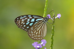 Ideopsis similis