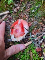 Russula rhodocephala