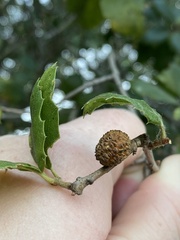 Amphibolips quercuspomiformis