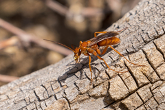 Pompilidae