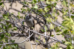 Spizella atrogularis