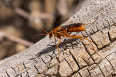 Pompilidae