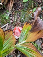 Russula rhodocephala