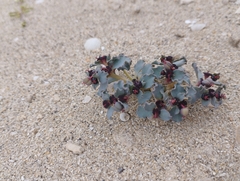 Euphorbia copiapina