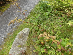 Solidago arguta