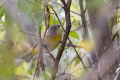 Leiothlypis virginiae