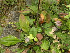 Solidago arguta